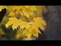 Ngatimukudzei Mwari | Justin Woodlake