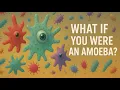 What If You Were an Amoeba