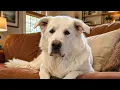 Dog Lost Both Her Eyes Then She Surprised Everyone With What She Did Next