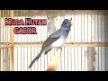 Download Lagu Kehicap Ranting Trotol/Muda Hutan GACOR