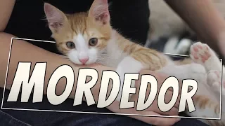 My kitten bites me all the time! | Feline Behavior