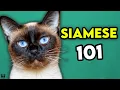 Siamese Cat 101 - Learn EVERYTHING About Them