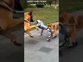 Download Lagu Pet dog Fight between Indian pet dog and electric robot