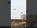 Download Lagu Ready for duck season! #birdhunting #goosehunting #duckhunt #duckhunting #duckhunters #duckseason