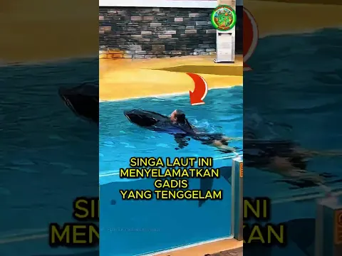 Singa Laut Pintar Ini Menolong Seorang Gadis 🦭♥️