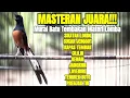 Download Lagu MASTERAN MURAI BATU GACOR FULL TEMBAKAN TERBAIK AMPUH BUAT MASTERAN MURAI PASTOL PAGI SIANG SORE