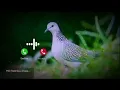 Koyal Message Notification Ringtone Sms Tone Message Ringtone 2025 Sms Sound Sms Ringtone