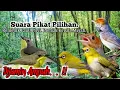 Download Lagu Suara Pikat Burung Remetuk Laut Dan Pleci+Prenjak Kepala Merah..