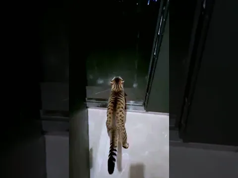 Kicked out the cat to tha rain! OH NO 😢