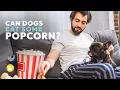 Can Dogs Eat Popcorn Here s Why