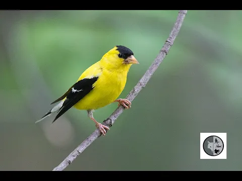 Download MP3 Chant du Chardonneret jaune/Song of the American Goldfinch