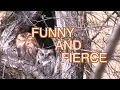 Eastern Screech Owls Nesting NARRATED