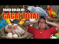 PUSIIIIIIING PANEN BURUNG BULAN INI GAGAL TOTAL ‼️