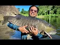 Download Lagu Monster Spottail Bass of Raja Ampat