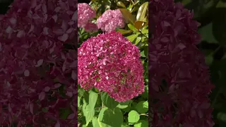 Fermecătoarea hortensie Pink Annabelle   