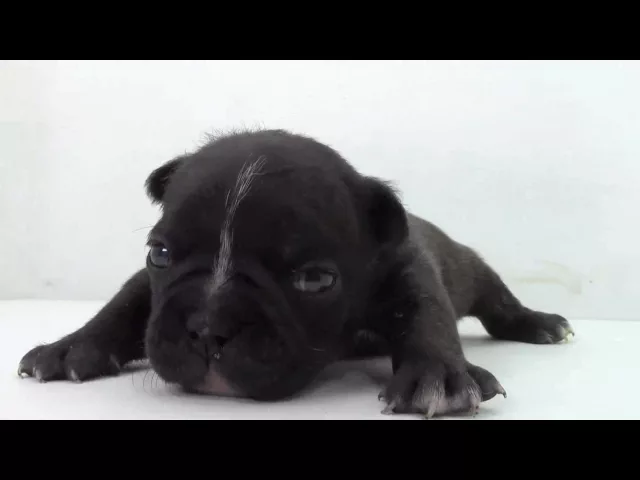 動画