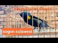 Download Lagu sogon dada hitam gacor✅✅cocok untuk#memancing_sogon bahan kalian#sogonmania #kicaumania #sogon