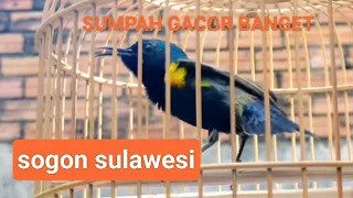 sogon dada hitam gacor cocok untuk memancing sogon bahan kalian sogonmania kicaumania sogon