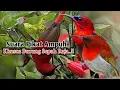 Download Lagu MP3.. Suara Pikat Burung SEPAH RAJA. PALING JITU..