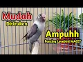 Download Lagu MUDAH DI TIRUKAN,!! SUARA BURUNG LOVEBIRD NGEKEK PANJANG INI AMPUH PANCING LOVEBIRD MACET JADI BUNYI