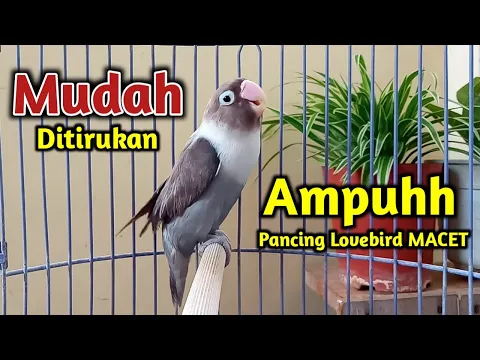 Download MP3 MUDAH DI TIRUKAN,!! SUARA BURUNG LOVEBIRD NGEKEK PANJANG INI AMPUH PANCING LOVEBIRD MACET JADI BUNYI