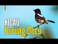 Lagu Kicau Merdu Suara Burung Decu Jantan Endemik Asia | GACOR