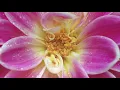 JUST BREATHE | Meditation, Healing, Positive Life | Relaxing & Calming music