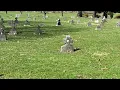 Spanish Flu victims laid to rest in Youngstown cemetery