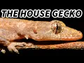 House Gecko Facts the GECKO Near Your HOUSE Animal Fact Files