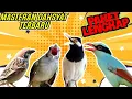 Download Lagu Masteran Kapas Tembak, Gereja Tarung, Jalak Suren, Ekek Keling Untuk Masteran Murai Batu, Kacer dll