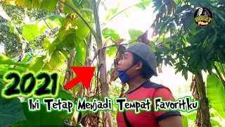 mikat burung sogon kemade prenjak trik mikat di pohon pisang