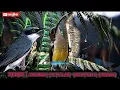 Download Lagu REMIX  SADIS | pijantung pisang \u0026 jinjing petulak