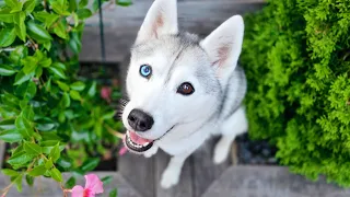 🔴 Hang Out with my Husky! (LIVE)