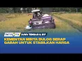 Download Lagu Harga Gabah Anjlok, Petani Mengeluh di Musim Panen 2025