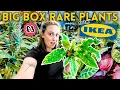 3 Rare UK Big Box Plant Finds at IKEA