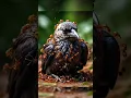 Download Lagu Mengapa Burung Gagak Mendapatkan Perawatan Spa Semut?