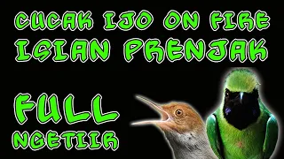 full isian prenjak ngetiir cucakijo gacor on fire cari lawan