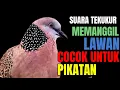 Download Lagu Tekukur Di Rumah Pasti Langsung Ikut Bunyi Mendengar Suara Ini_Pancingan Mp3 Suara Tekukur Gacor