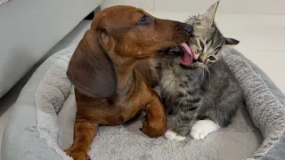 The rescued puppy is very popular with the kittens.