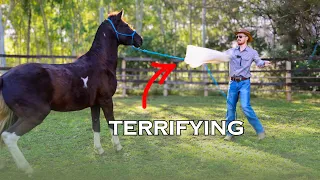 FULL TRAINING SESSION (Groundwork & Desensitizing) | Training Star [EP1]