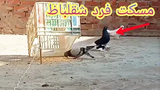 مسكت فرد حمام شقلباظ نش الحمام 