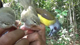 cikrak kutub dan kapas kunyit