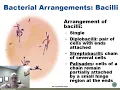 Chp 3 1 3 2 Bacteria Archaea