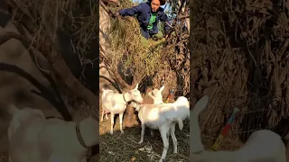 Looking At The Goat Food Youtube Gods Shorts 