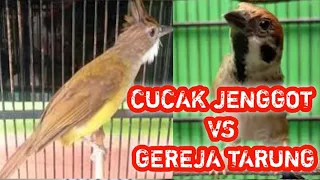 Download 🔴JENGGOT VS GEREJA TARUNG GACOR, MASTERAN KOMBINASI UNTUK SEMUA JENIS BURUNG. MP3