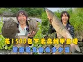 Download Lagu 幺妹花1500元包下荒废的甲鱼塘，里面究竟会有多少货？#户外抓鱼 #户外捕鱼 #幺妹vlog #乡村生活 #农村生活