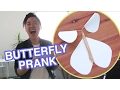 Flying Butterfly Surprise Card