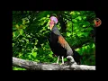 Download Lagu Suara Ayam Hutan jantan Durasi panjang - Masteran MP3/mp4