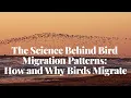 Download Lagu The Science Behind Bird Migration Patterns | How and Why Birds Migrate