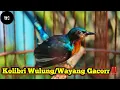 Download Lagu Burung Kolibri Wulung Gacor Jinak‼️